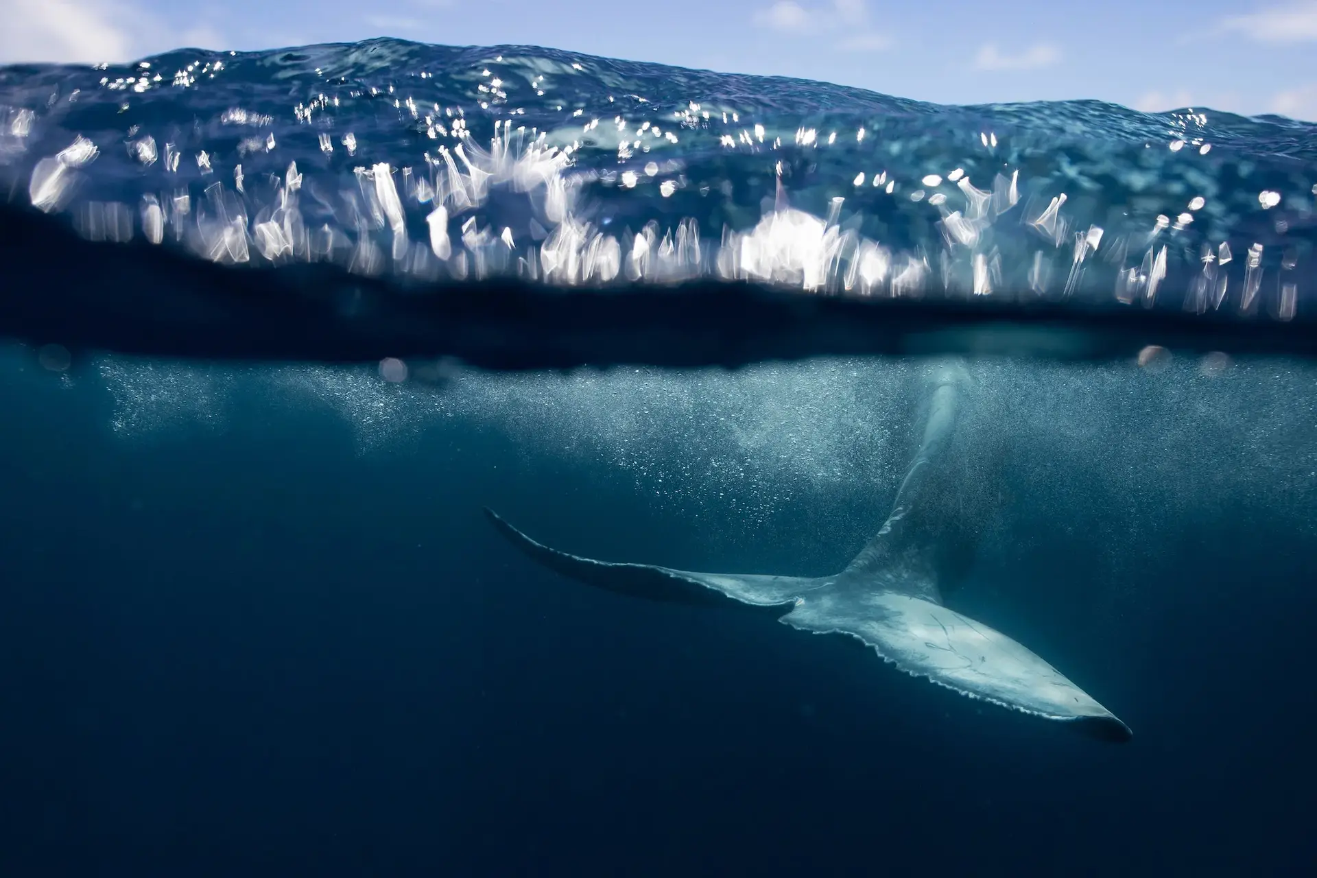 Bluefin